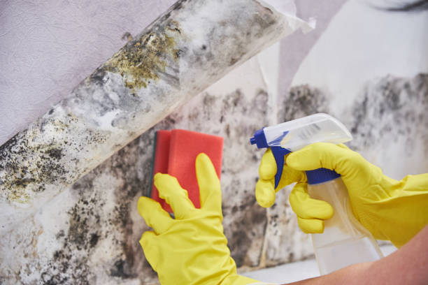 Best Mold Odor Removal Services  in Ofallon, IL